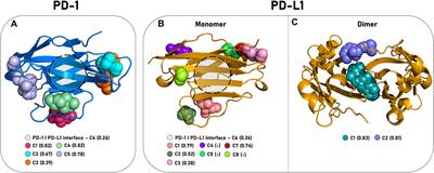 In silico mapping of the dynamic interactions and structure-activity relationship of flavonoid compounds against the immune checkpoint programmed-cell death 1 pathway